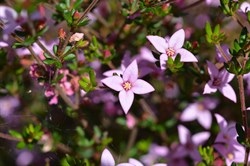 Boronia edwardsii 
