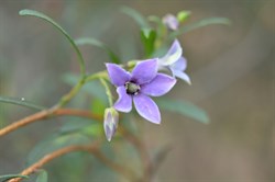 Billardiera versicolor 