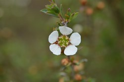 Leptospermum myrsinoides 