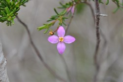 Boronia fillifolia 