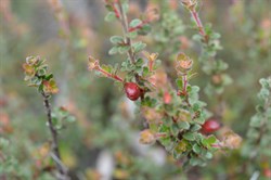 Micrantheum demissum 