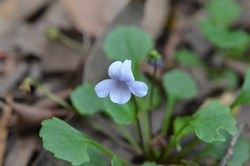Viola sieberiana 
