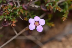 Baecka ramossima 