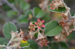 Pomaderris paniculosa 