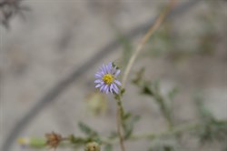 Olearia ciliata  
