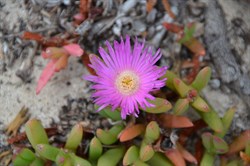 Carpobrotus rossii 