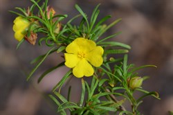 Hibbertia fasciculata 