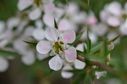 Lepidospermum continentale 