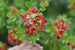 Dodonaea humilis  
