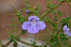 Prostanthera spinosa 