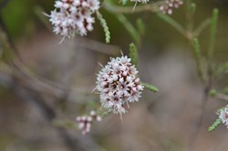 Darwinia micropetala 