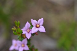 Boronia edwardsii 