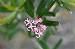 Grevillea quinquenervis  