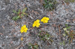 Goodenia geniculata 
