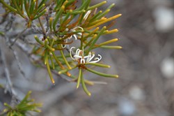 Hakea muelleriana 