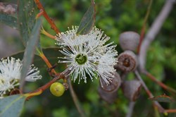 Eucalyptus diversifolia 