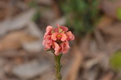 Dillwyna sericea 