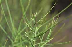Leptomeria aphyalla 