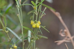 Beyeria lechenaultii 