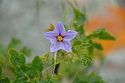 Solanum linnaeanum 