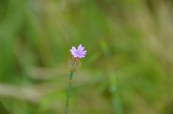 Silene nocturna 