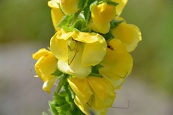Verbascum creticum 