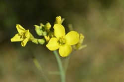 Crucifera (cabbage