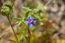 Anagallis arvensis 