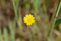 Hypochaeris radicata 
