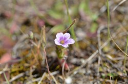 Erodium cicutarium 