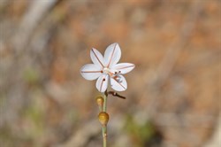 Asphodelus fistulosus 