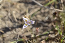 Moraea setifolia 