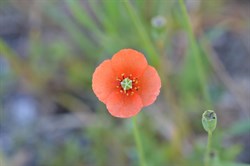 Papaver aculeatum 
