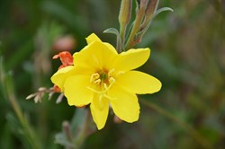 Oenothera stricta 
