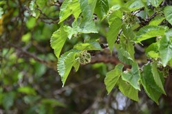 Morus nigra 