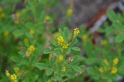 Melilotus indica 