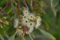 Eucalyptus cladocalyx 