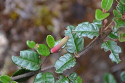 Correa decumbens 