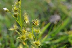 Drosera auriculata 