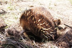 Echidna