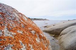 Bay of Fires algae on rocks