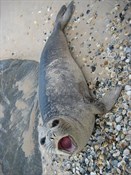 Seal washed up on shore