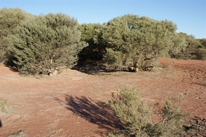Midway Well, Great Sandy Desert (Talawana Track) 9/7/2009