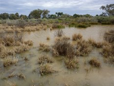 Clayton Station Wetlands