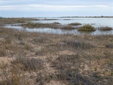 Edge of Lake Killamperunna