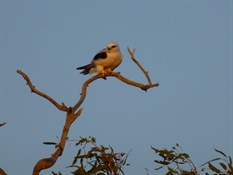 Black-Shouldered Kite.