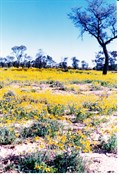 Wild flowers Birdsville Track 1986