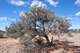 Acacia pickardii