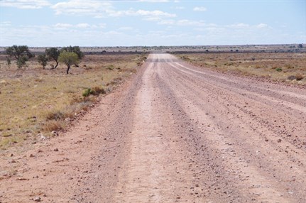 The famous Birdsville Tracks pass only metres from these special trees