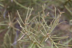 Mature Phyllodes showing sharp tips